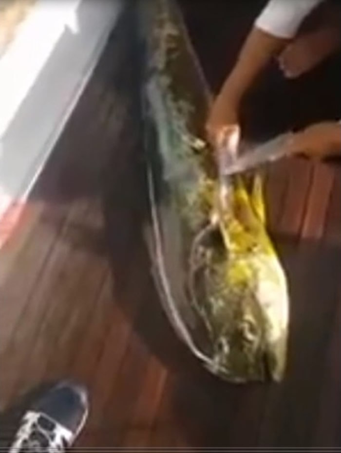 ī�������˲�׽��һ�������� ���Ǻ󾹷���������ʮֻС����