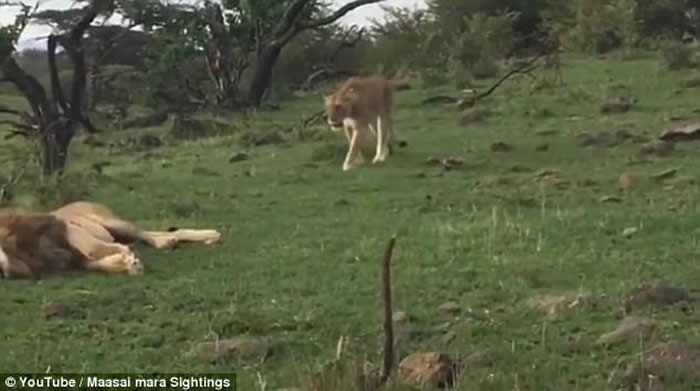 ��ֻ��ʨΪ�������ʨ���������