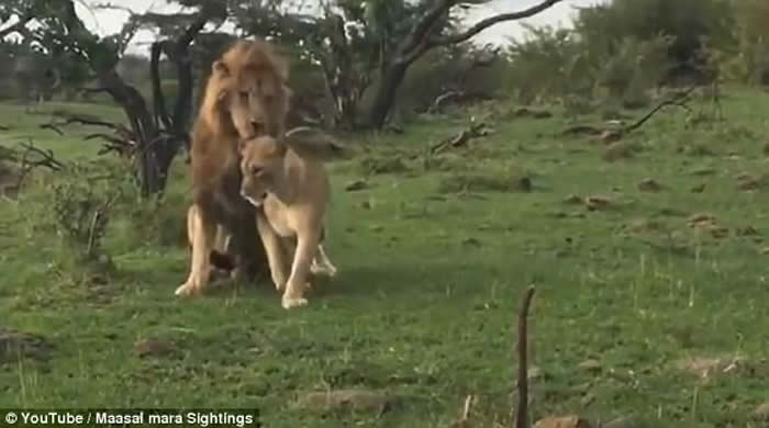 ��ֻ��ʨΪ�������ʨ���������