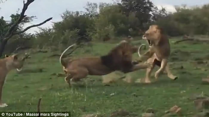 ��ֻ��ʨΪ�������ʨ���������