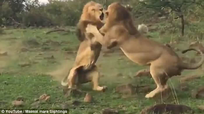 ��ֻ��ʨΪ�������ʨ���������