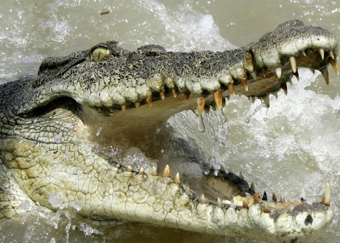 澳洲失踪七旬妇误堕“鳄鱼潭” 鳄鱼体内发现人体残肢