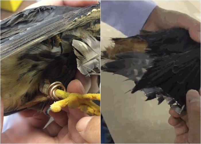 燕隼翅膀上的飞羽被人剪掉,且左脚上还套着由铜线绕成的环。