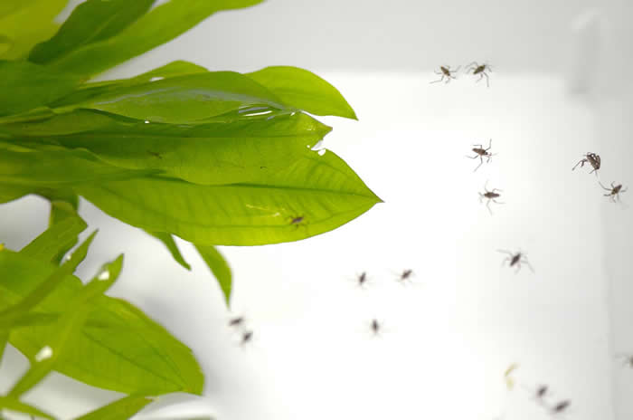 扇器演化可驱使水黾类昆虫进入新环境