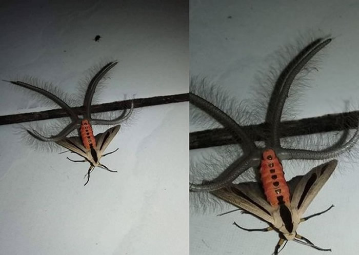 神秘昆虫腹部窜出4条绒毛触手 网友称是黑条灰灯蛾