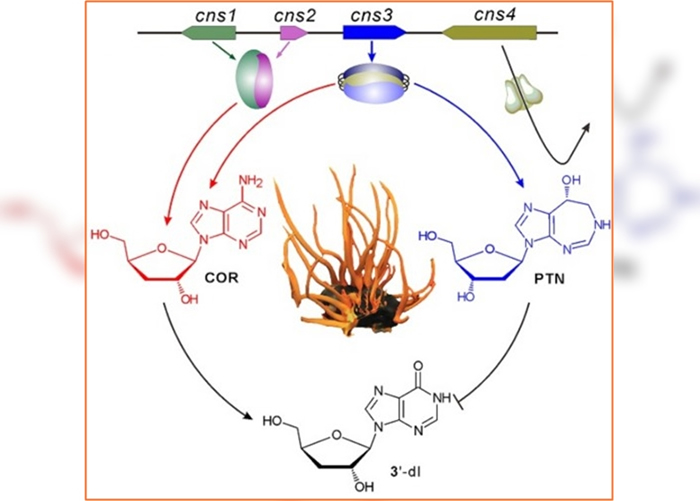 ӼеĻͬʱϳɳغ͡˾