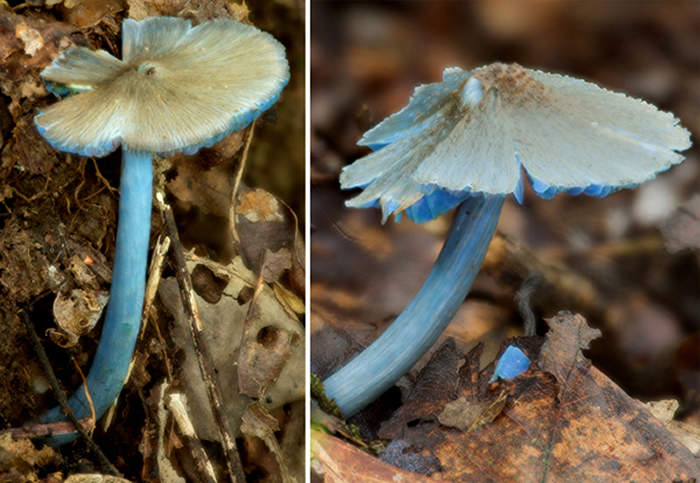 勐宋粉褶菌(Entoloma mengsongense),许建初研究组真菌团队拍摄
