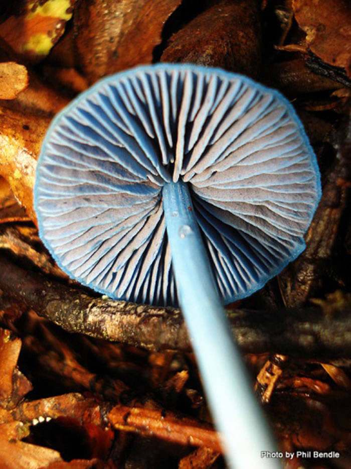 霍氏粉褶菌(Entoloma hochstetteri),图片来自Phil Bendle