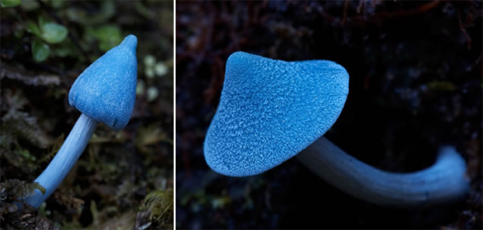霍氏粉褶菌(Entoloma hochstetteri),图片来自Steve Axford