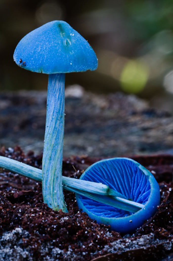 变绿粉褶菌(Entoloma virescens),图片来自Ian Dodd