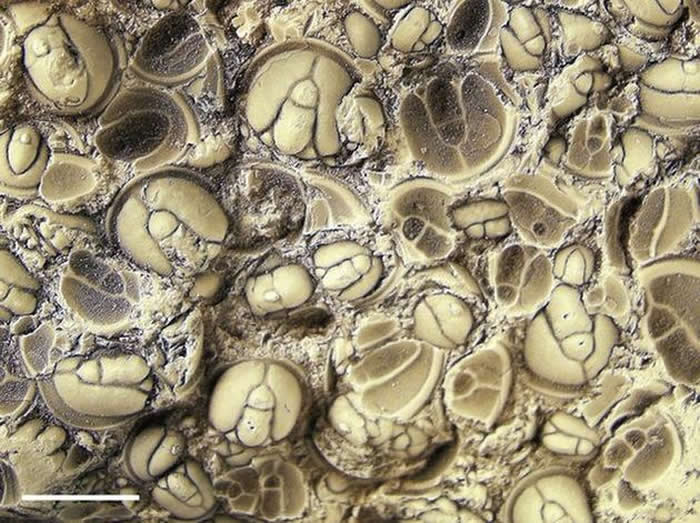 ��ʵ�������������Ҷ�滯ʯ