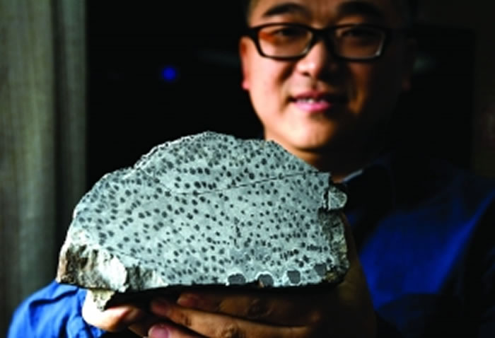 徐洪河展示枝蕨类化石标本