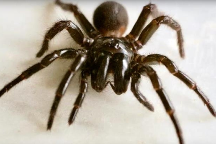 ����������ѧǰ�ء���־��������ߺ�֩��Ŀ־��������������