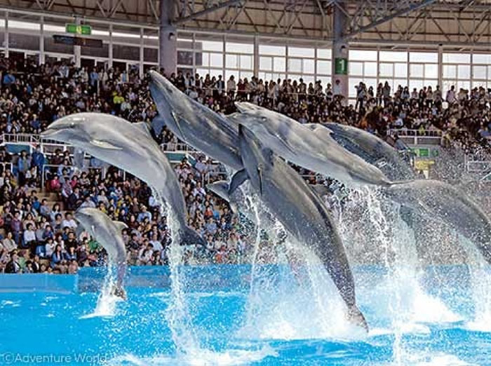 2名外国人闯入「冒险世界」海豚池,举着「阻止在太地町猎杀海豚」等标语。