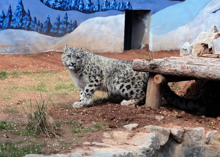 雪豹在三江源地区的数量约千只以上。图为青藏高原野生动物园育活的首只雪豹“傲雪”