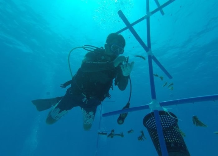 科学家在海底种珊瑚。