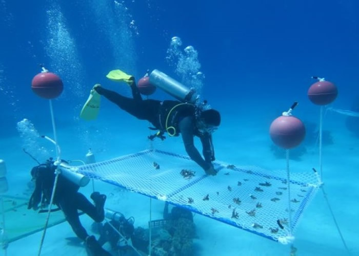 科学家会先在珊瑚的“苗圃”上种植幼苗。