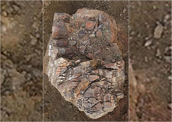 新疆晚泥盆世最大的矽化树干野外照片,直径可达70厘米。