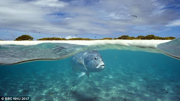 英国广播公司在非洲塞舌尔海岸拍摄到珍鰺跃出水面猎杀飞行燕鸥的珍贵镜头