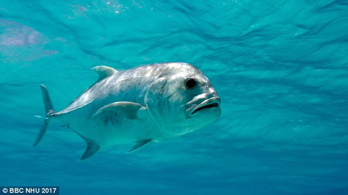 英国广播公司在非洲塞舌尔海岸拍摄到珍鰺跃出水面猎杀飞行燕鸥的珍贵镜头