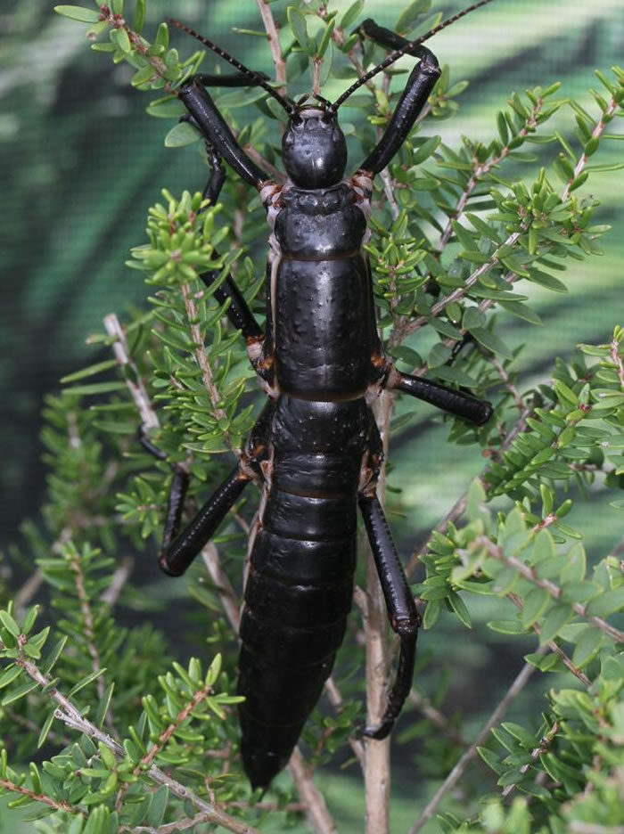 一只雌性的豪勋爵岛竹节成虫停在豪勋爵岛特有的白千层属树种Melaleuca howeana上。 PHOTOGRAPH BY ROHAN CLEAVE