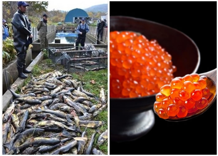 三文鱼被开肚偷卵,弃尸草丛(左图)。右图为三文鱼子。