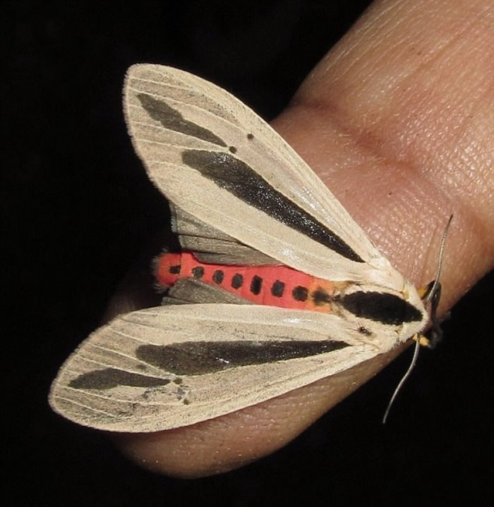 �����ҵƶ곣���������޼����޵�����