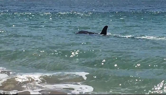 ��ɱ�˾������� ������Ӿ�ͼ��Ӱ���