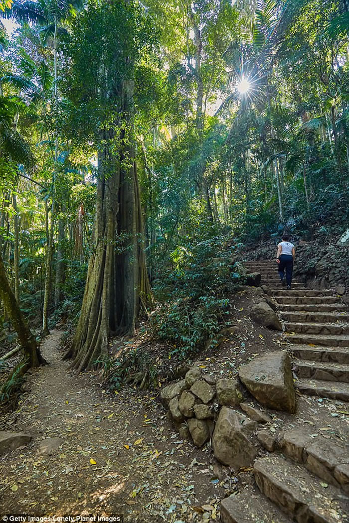 澳洲昆士兰省女子雨后在坦柏林山发现“迷你灰蛇” 拍照上传脸书才得知这竟然是巨大蚯蚓
