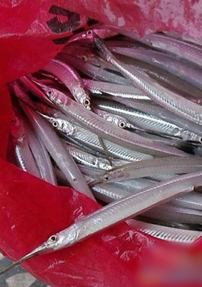 有渔民在江西乐安河捕捞到声称已绝迹20年的长嘴鱼