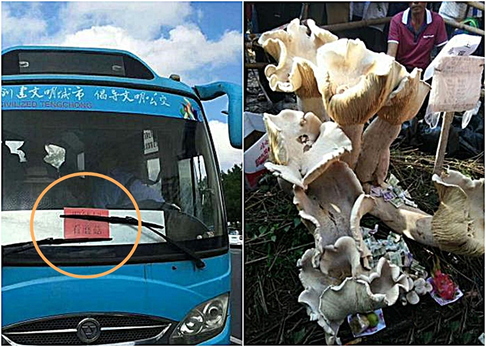 有当地的巴士司机在车窗上贴出“看蘑菇”字样吸客,亦有参观者向“蘑菇王”投币祈福。