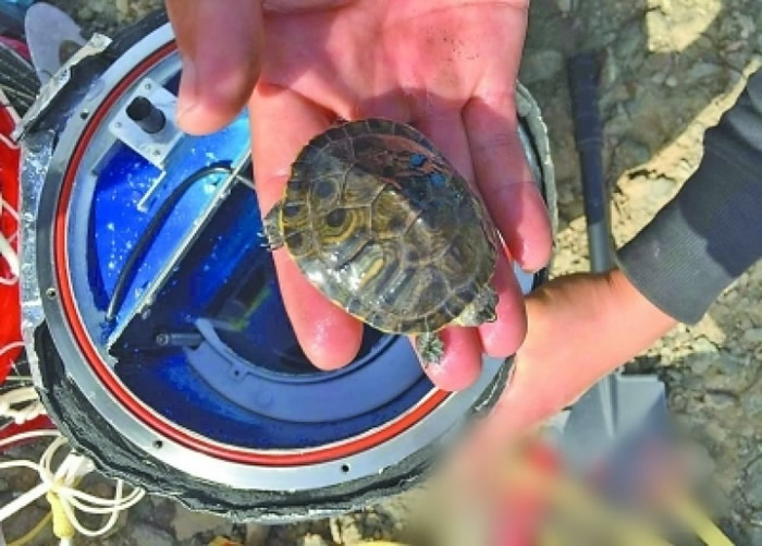 ���ڴ�����һֻ�����ڹꡣ