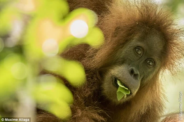 印尼苏门答腊岛北部发现新品种红毛猩猩:塔巴努里猩猩