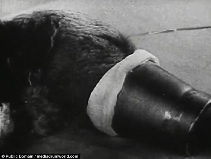 前苏联科学家动物恐怖头身分离实验:成功让断开的狗头张嘴复活数小时