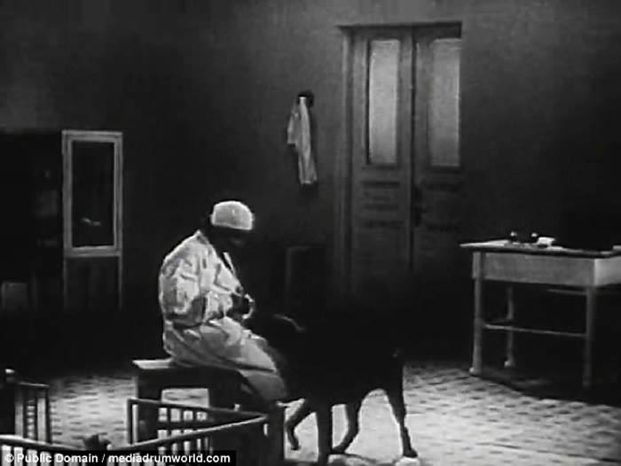 前苏联科学家动物恐怖头身分离实验:成功让断开的狗头张嘴复活数小时