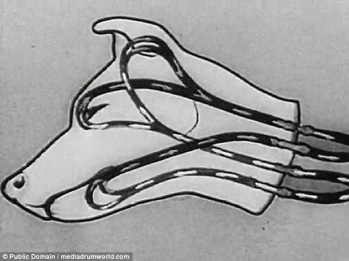 前苏联科学家动物恐怖头身分离实验:成功让断开的狗头张嘴复活数小时