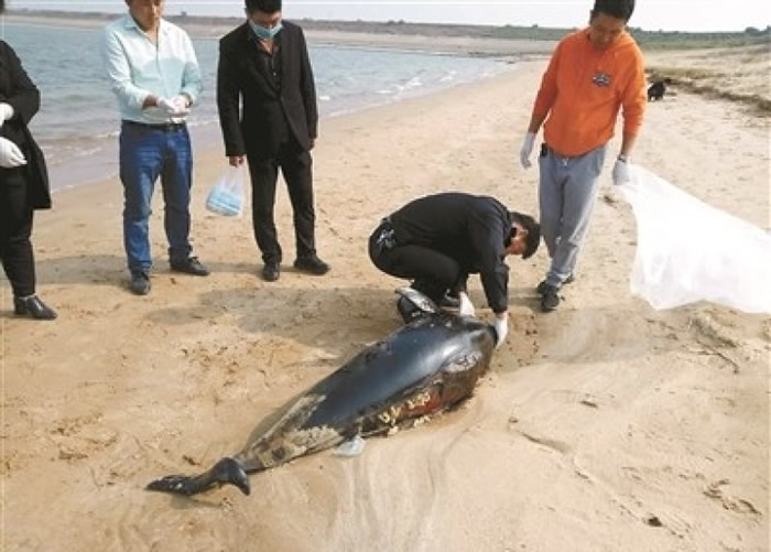 一只长江江豚伏尸在江西都昌县一个沙滩上。