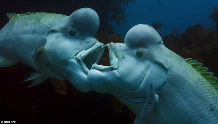 英国BBC自然生态纪录片《蓝地球》:太平洋发现变性亚洲羊头濑鱼
