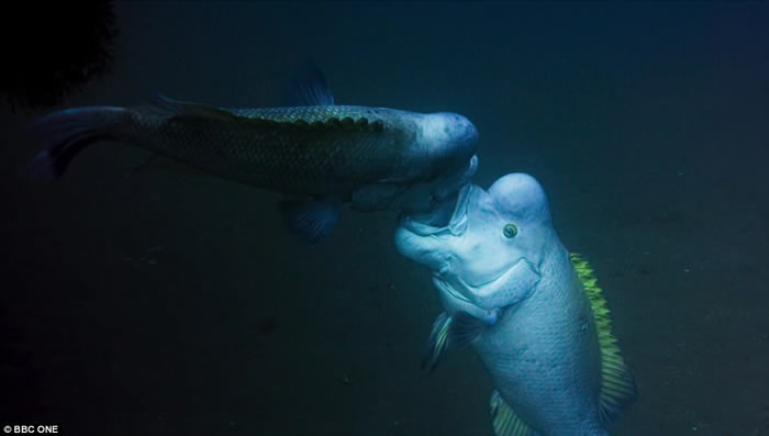 英国BBC自然生态纪录片《蓝地球》:太平洋发现变性亚洲羊头濑鱼