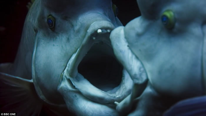 英国BBC自然生态纪录片《蓝地球》:太平洋发现变性亚洲羊头濑鱼