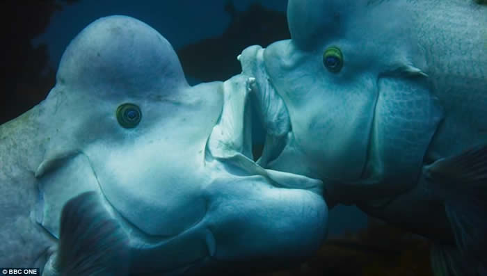 英国BBC自然生态纪录片《蓝地球》:太平洋发现变性亚洲羊头濑鱼