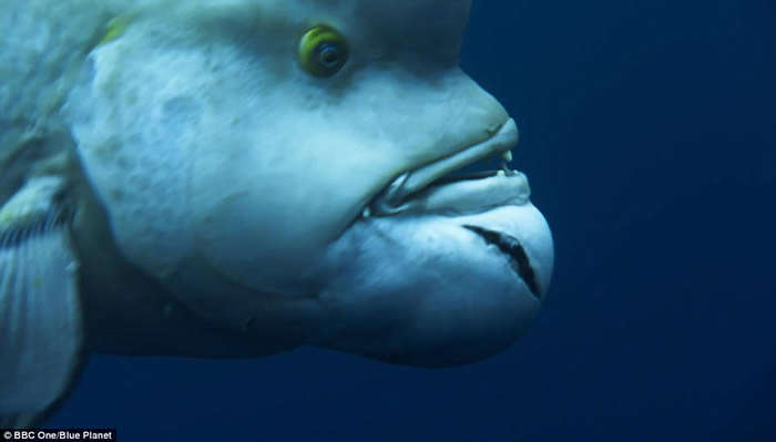 英国BBC自然生态纪录片《蓝地球》:太平洋发现变性亚洲羊头濑鱼