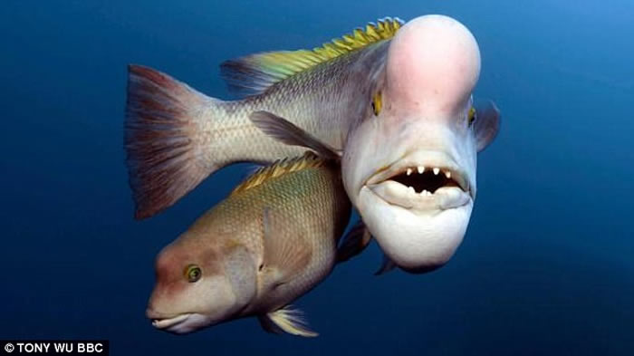 英国BBC自然生态纪录片《蓝地球》:太平洋发现变性亚洲羊头濑鱼