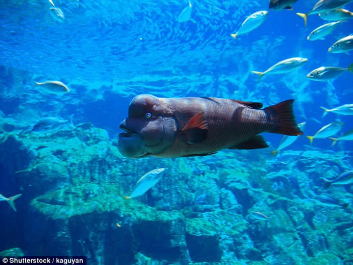 英国BBC自然生态纪录片《蓝地球》:太平洋发现变性亚洲羊头濑鱼