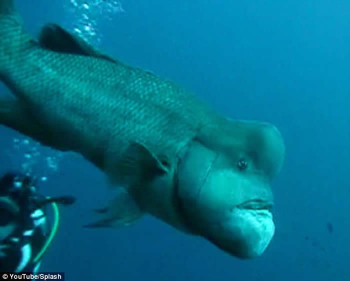 英国BBC自然生态纪录片《蓝地球》:太平洋发现变性亚洲羊头濑鱼