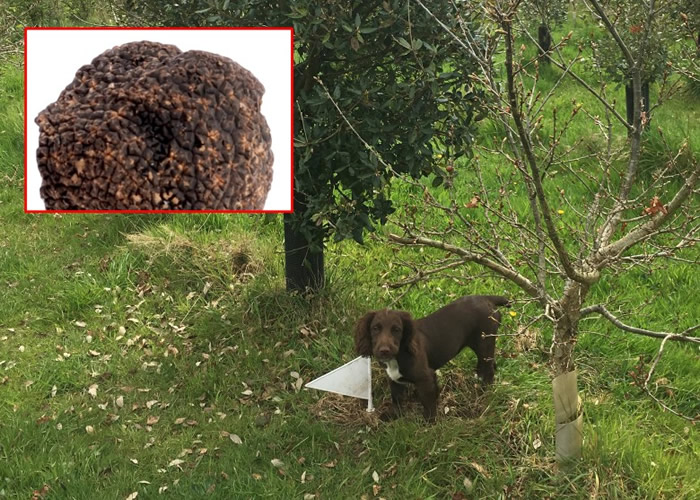 科学家首次成功于英国培植佩里戈尔黑松露(小图)。