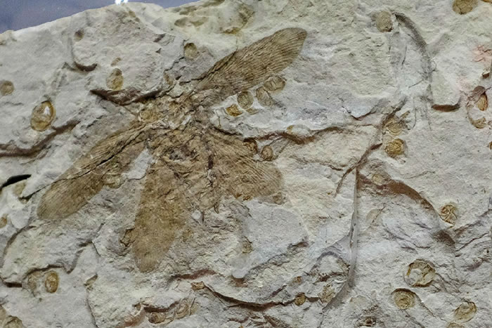 1.65亿年前的捕食性蟑螂新物种化石正式命名为“千岛湖金钩蠊”