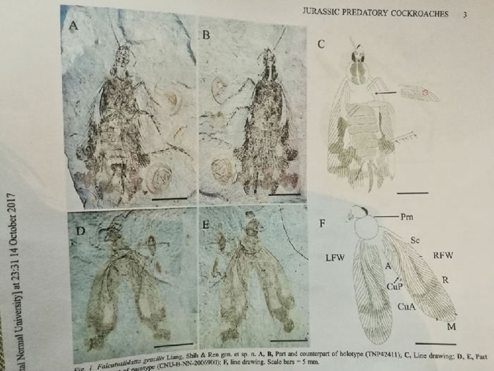 1.65亿年前的捕食性蟑螂新物种化石正式命名为“千岛湖金钩蠊”