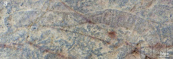 中日研究团队在云南发现5亿年前“寒武纪生命大爆发”初期出现的最古老大型动物化石