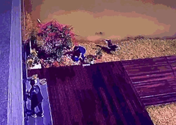 �������Ӵ��������ڣ�͵��10ֻ��쵰��